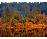 Kielder