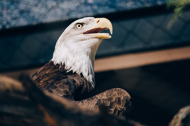 Birds of Prey Centre